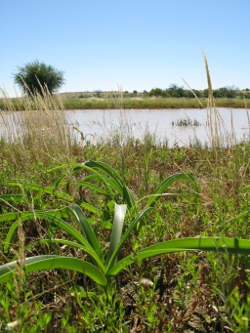 Birdsville Rd Photo by Nick Cuff