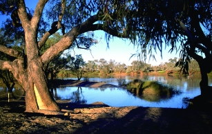 The famous dig tree., Photo by DETSI