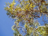 Terrestrial vegetation Photo by Moya Tomlinson