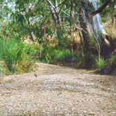 Riparian vegetation, Photo by DETSI