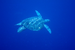 Green turtle, Photo by DETSI