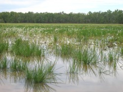 Coastal subcoastal grass sedge herb swamp Photo by Lana Heydon