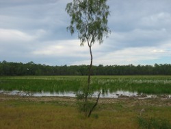 Wet, grass, sedge, herb, swamp Photo by Lana Heydon