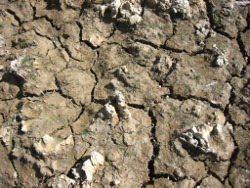 Dry grass, sedge, herb, swamp Photo by Lana Heydon
