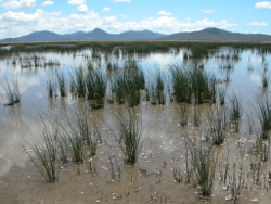 Fitzroy Vale Large Oxbow Photo by R. Jaensch, Wetlands International