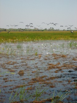 Kakadu Photo by Lana Heydon
