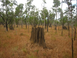 White ant nest Photo by Lana Heydon