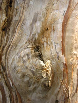 Melaleauca spp. Photo by Lana Heydon