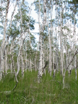 Melaleuca Swamp Photo by Lana Heydon