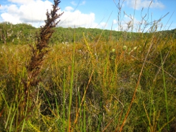 Stradbroke Island Photo by Lana Heydon
