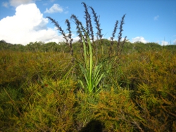 Stradbroke Island Photo by Lana Heydon