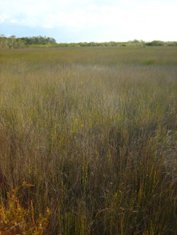 Fraser Island Photo by Lana Heydon