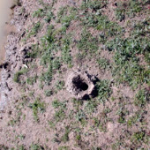 Freshwater crayfish burrow Photo by Water Planning Ecology (DSITIA)