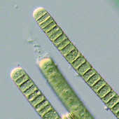 Phormidium cf puteale Photo by Water Planning Ecology Group, DSITIA