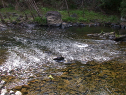 Cobble substrate in the riffle habitat at O'connell River Cathu Photo by Water Planning Ecology Group, DSITIA