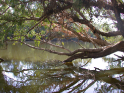 Connors River Fitzroy Basin Photo by Water Planning Ecology Group, DSITIA