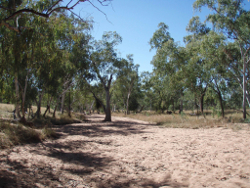 Dry creek bed At Lascelles Creek Photo by Water Planning Ecology Group, DSITIA