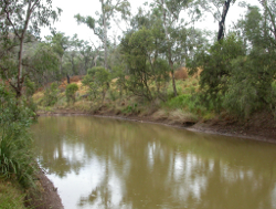 Grasses and medium trees dominate the riparian vegetation at Dawson River Lonesome National Park Photo by Water Planning Ecology Group, DSITIA