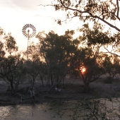 Riparian vegetation Photo by Water Planning Ecology Group, DSITIA