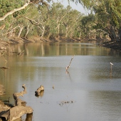 Woody debis Photo by Water Planning Ecology Group, DSITIA