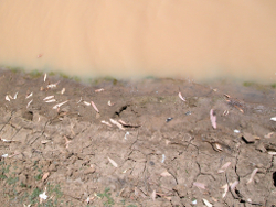 Fine sediments in the edge habitat at Murken Waterhole Windorah Photo by Water Planning Ecology Group, DSITIA