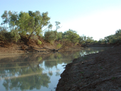 Large wood debris in the Thompson River Waterhole Noonbah Photo by Water Planning Ecology Group, DSITIA