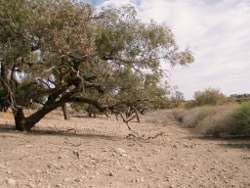 Sparse riparian vegetation of the Lake Eyre basin Photo by Water Planning Ecology Group, DSITIA