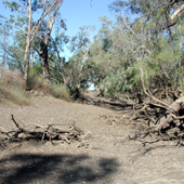 Dry site photo by Water Planning Ecology Group, DSITIA