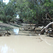 Wet site Photo by Water Planning Ecology Group, DSITIA