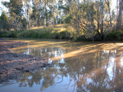 Grasses and medium trees dominant the riparian zone of the Condamine Balonne Basin Photo by Water Planning Ecology Group, DSITIA