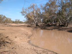 The dry flat terrain at Tchuringa Waterhole Tchuringa Photo by Water Planning Ecology Group, DSITIA