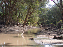 The large woody debris and snags present in the Balonne River Photo by Water Planning Ecology Group, DSITIA