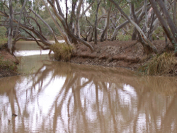 Turbid waters of the Paroo River Photo by Water Planning Ecology Group, DSITIA