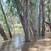 Flooded trees Photo by Water Planning Ecology Group, DSITIA