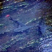 Happy Mullet, Photo by Water Planning Ecology Group, DSITIA