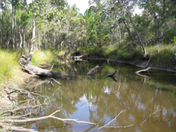 Large woody debris and snags at Logging Creek Tributary State Forest Photo by Water Planning Ecology Group, DSITIA