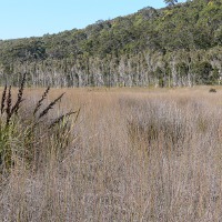 Amity Swamp, Stradbroke  Island, Photo by Water Planning Ecology Group, DSITIA