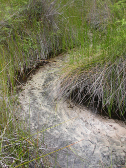 Sandy substrate at Blue Lake Overflow Creek North Stradbroke island Photo by Water Planning Ecology Group, DSITIA