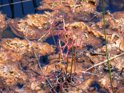The carnivorous sundew Drosera Binata found in the Wallum Freshwater Biogeographic Province Photo by Water Planning Ecology Group, DSITIA