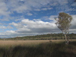 The characteristic low relief of Wallum Freshwater Biogeographic Province Ibis Lagoon North Stradbroke Island Photo by Water Planning Ecology Group, DSITIA