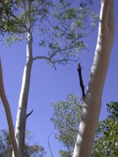 Riparian vegetation, Photo by Water Planning Ecology Group, DSITIA