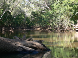 Shading by riparian vegetation in the Wet Tropics freshwater biogeographic province Photo by Water Planning Ecology Group, DSITIA