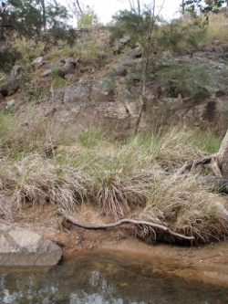 Steep banks present in the Wet Tropics Freshwater Biogeographic Province Photo by Water Planning Ecology Group, DSITIA