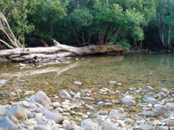 The clear water of the Murray River in the Wet Tropics Freshwater Biogeographic Province Photo by Water Planning Ecology Group, DSITIA