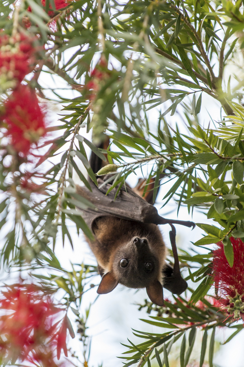 Little Red Flying-fox © Queensland Museum, Peter Waddington