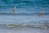 Moreton Bay Ramsar site, Photo by DETSI