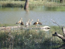 Whistling ducks, Photo by David Scheltinga