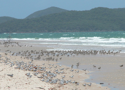 Shorebirds at Shoalwater Photo by Roger Jaensch