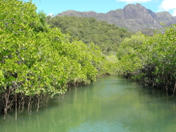 Mangroves in Hinchinbrook Channel Photo by Carla Wegscheidl
