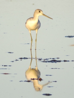 Common Greenshank Photo by Roger Jaencsh